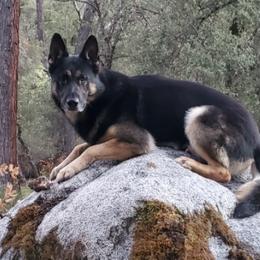 German Shepherds from Ruffhaus Kennels