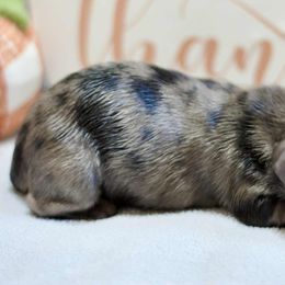 Muffin - Dapple female Dachshund puppy in Bellville, Ohio from JK Mini Doxies