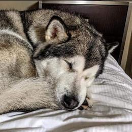 Kaya - Alaskan Malamute