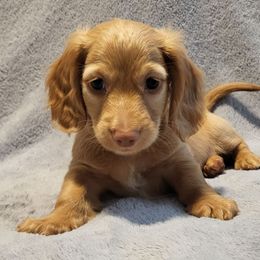 Red AKC - Red male Dachshund puppy in Mesa, Arizona from Diamondback Doxie