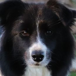 Miley - Border Collie