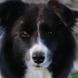 Miley - Border Collie