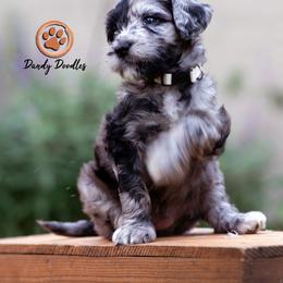 Goldendoodle Puppies from Dandy Doodles