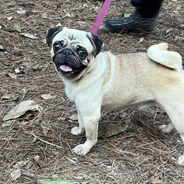 Rollie - Pug