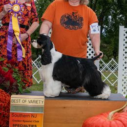 Shane - Cocker Spaniel