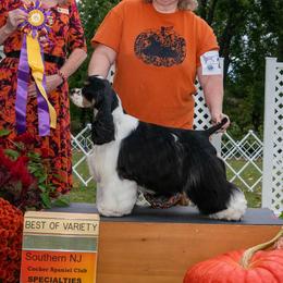 Shane - Cocker Spaniel