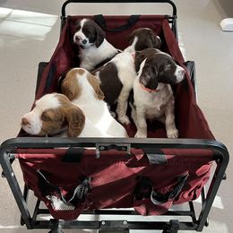 Brittany Puppies from Bull Creek Kennels