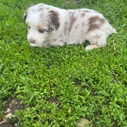 Female 2 - Red merle female Miniature Australian Shepherd puppy in Stuart, Iowa from Arbor Hill Aussies