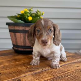 Broad Bill - Boy 2 - Dapple male Dachshund puppy in Corbin, Kentucky from Steele Half Acre Homestead