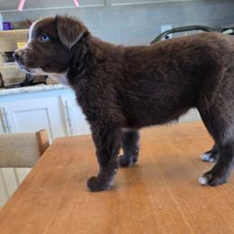 Pistol Annie - Red & white female Australian Shepherd puppy in Kingman, Arizona from Long Mt Aussies