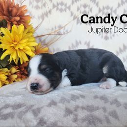 Candy Cane - Black tri-color male Aussiedoodle puppy in Lake Bronson, Minnesota from Jupiter Doodles