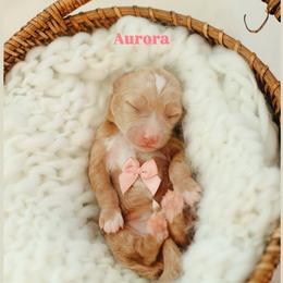 Aurora - Red  female Goldendoodle puppy in Rio Linda, California from GoldendoodlePaw