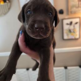 Toad - Chocolate male Labrador Retriever puppy in Bartlett, Tennessee from Red Hearts Labradors