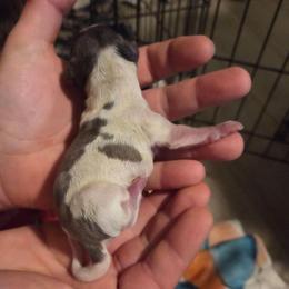 Christine - Dapple female Dachshund puppy in Mobile, Alabama from Mobile Mini Dachshunds