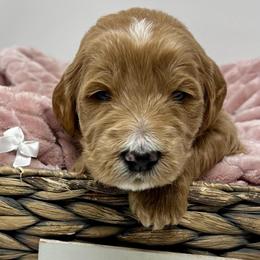 White Male - Apricot male Goldendoodle puppy in Great Falls, Montana from Montana Goldendoodles