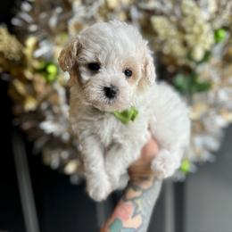 Chance - White male Poodle puppy in Adolphus, Kentucky from Deerly Poodles