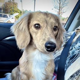 Dachshund Puppies from LovelylilDoxies