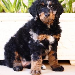 Aussiedoodle and Bernedoodle Puppies from Arizona Bernedoodles