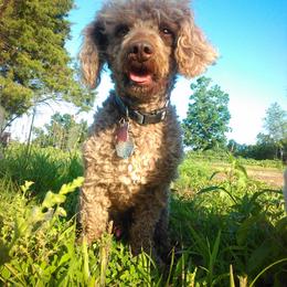 Sebastian - Cafe au lait male Poodle puppy in Hurricane Mills, Tennessee from Scenic Hills Kennels