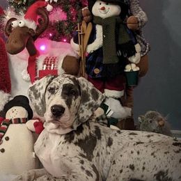 Great Dane Puppies from Night Magic Danes