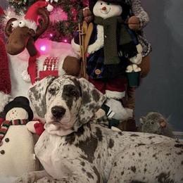 Great Dane Puppies from Night Magic Danes