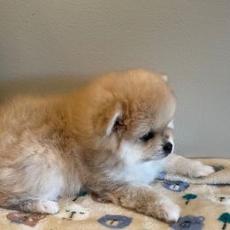 Lil Merle AKC - Blue sable male Pomeranian puppy in Parker, Colorado from Nikki’s lil Pomeranians