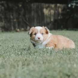 American Corgi and Pembroke Welsh Corgi Puppies from Witch Creek Corgis
