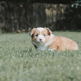 American Corgi and Pembroke Welsh Corgi Puppies from Witch Creek Corgis
