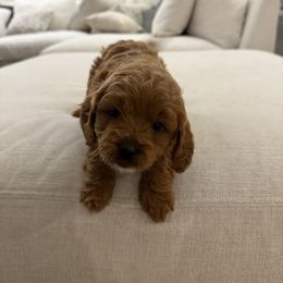 Girl 3 - Red female Cavapoo puppy in Corona, California from SoCal Cavapoo's
