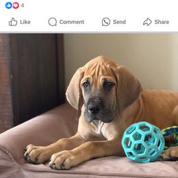Great Dane Puppies from R&R Breeding and Pet Care