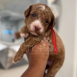 Papaya - Red  male Poodle puppy in Belleville, New Jersey from TK Poodles