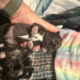 Little Winston - Liver male Miniature Schnauzer puppy in New Bern, North Carolina from DJS Delightful Miniature Schnauzers