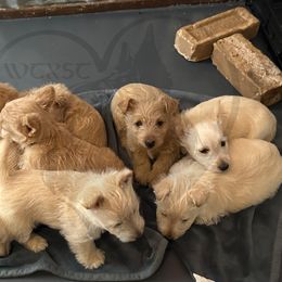 Scottish Terrier Puppies from Rocket's West Texas Scottish Terriers (WTX ST)