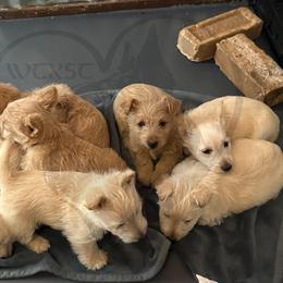Scottish Terrier Puppies from Rocket's West Texas Scottish Terriers (WTX ST)