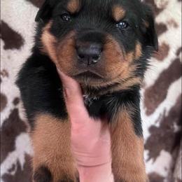Yellow - Black and mahogany female Rottweiler puppy in Mancelona, Michigan from Nicolle Stone