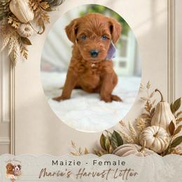 Maizie - Red  female Goldendoodle puppy in Norcross, Georgia from Teddy Puppies