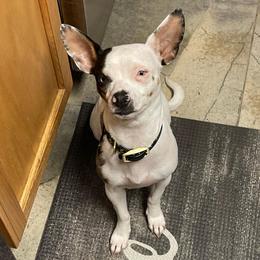 Ella aka  Ellie belly - Merle female Chihuahua puppy in Kannapolis, North Carolina from East Coast Bull Terriers N Chihuahuas