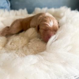 Black collar - Cream male Goldendoodle puppy in San Antonio, Texas from Pasatiempo Ranch