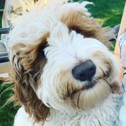 Assorted Doodle Crosses, Australian Labradoodles, Cavachons, and Cavapoos from Bark & Bramble Cavapoochons