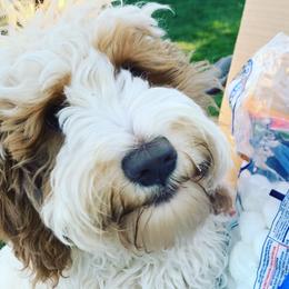 Assorted Doodle Crosses, Australian Labradoodles, Cavachons, and Cavapoos from Bark & Bramble Cavapoochons