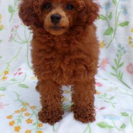 Mindy - Red  female Poodle puppy in Hurricane Mills, Tennessee from Scenic Hills Kennels