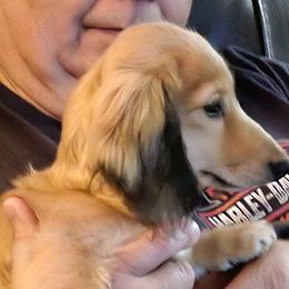 Girl 1 - Cream Dachshund puppy in California from Joe's Dachshunds