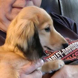 Girl 1 - Cream Dachshund puppy in California from Joe's Dachshunds