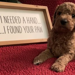 Goldendoodle Puppies from Goldendoodlefamily