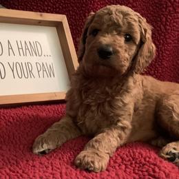 Goldendoodle Puppies from Goldendoodlefamily