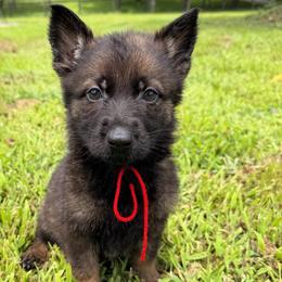 Sable girl - Sable female German Shepherd puppy in Clarkrange, Tennessee from Vom Wolff