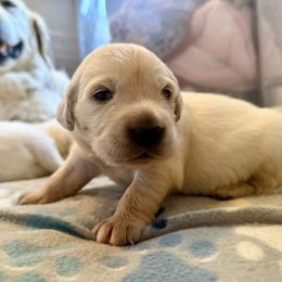 Lilac Sky - Light golden female Golden Retriever puppy in Plymouth, Massachusetts from Mayflower Goldens