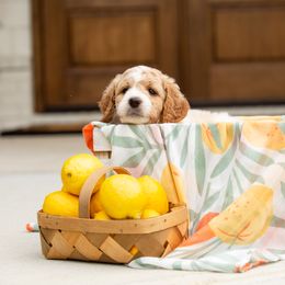 Goldendoodle Puppies from Ellie's Goldendoodles