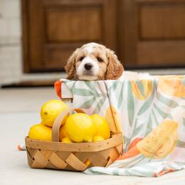 Goldendoodle Puppies from Ellie's Goldendoodles