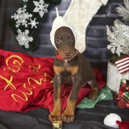 Idris - Red and rust male Doberman Pinscher puppy in Aredale, Iowa from Royal Dynasty Dobermann Kennel